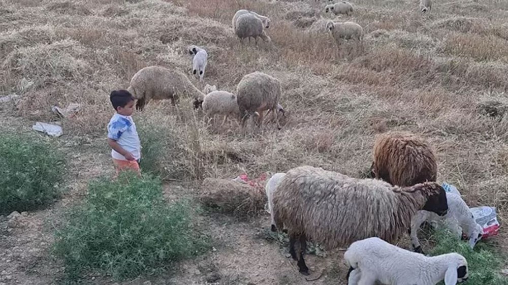 Clinical Signs in Sheep and Cattle