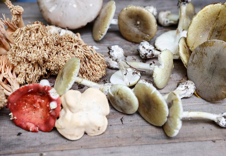 The Art of Identifying Poisonous Mushrooms