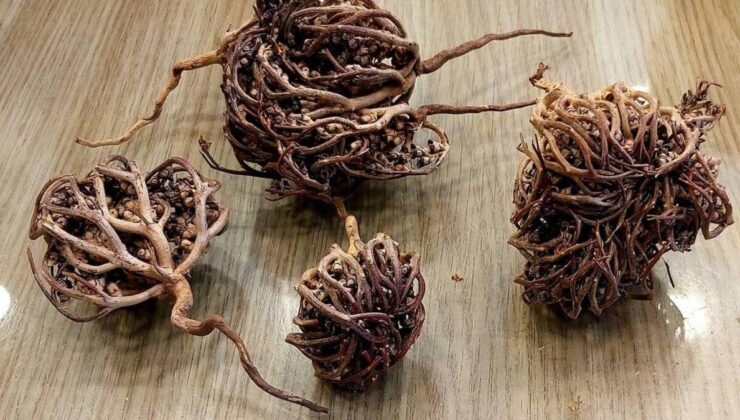 The Miraculous Mother Mary Herb: A Natural Treasure
