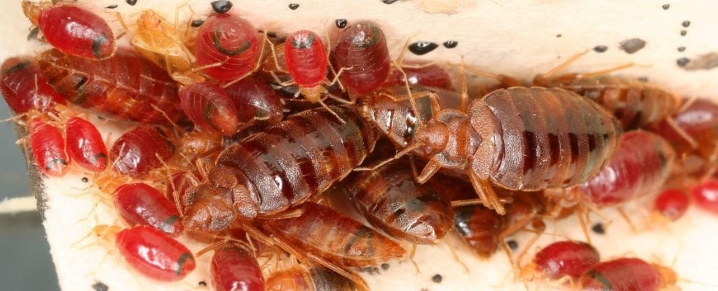 The Resurgence of Bedbugs: A Post-War Chemical Challenge