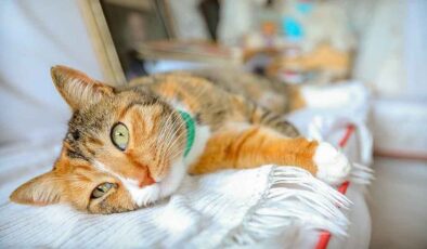 The Role of Bastet in the Domestication and Worship of Cats in Ancient Egypt